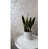Sansevieria black gold 🌵🖤
