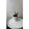 Sansevieria trifasciata – Tchynin jazyk 🌿