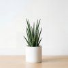 Sansevieria - Trifasciata