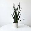 Sansevieria - Kirkii Friends