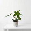 Philodendron green