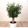 Ficus benjamina ‘Natasja’ 🌿 | Drobnolistý elegantní fíkus