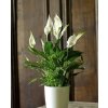 Lopatkovec – Spathiphyllum | Nenáročná kvetoucí pokojová rostlina