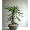 Pachypodium lamerei – madagaskarská palma | Exotická sukulentní rostlina