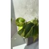 Philodendron scandens | Srdcovka – nenáročná pokojová rostlina