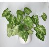 Syngonium podophyllum | Šípatkovec – nenáročná pokojová rostlina