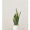 Sansevieria Zeylanica 🌿 | Elegantní silueta 🖤 | Minimalistický interiér 🏡 | Nenáročná péče ✨