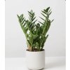 Zamioculcas zamiifolia 🌿 | Nenáročná pokojová rostlina – ZZ plant