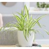 Zelenec (Chlorophytum) | Nenáročná pokojová rostlina, vhodná i k dětem