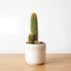 Mammillaria– nenáročný kaktus 🌵