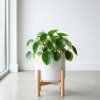 Peperomia polybotrya ‘Raindrop’
