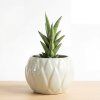 Sansevieria - Starshooter baby