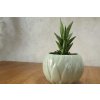 Sansevieria Cylindrica- tchýnin jazyk
