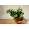 Epipremnum Global Green
