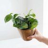 Epipremnum global green
