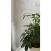 Schefflera Nora