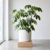 Schefflera Nora