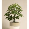 Schefflera Nora