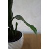 Aspidistra Eleanor