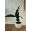 Aspidistra Eleanor