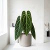 Anthurium Villenaorum