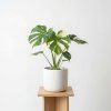 Monstera deliciosa Thai Constellation
