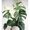 Monstera deliciosa Thai Constellation