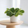 Maranta lemon