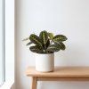 Maranta Fascinator