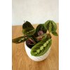 Maranta Fascinator