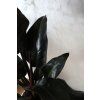 Philodendron - Imperial red