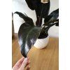 Philodendron - Imperial red