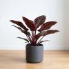 Philodendron - Imperial red