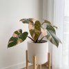 Philodendron - Bikiny pink
