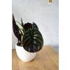 Alocasia - Red secret