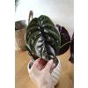 Alocasia - Red secret