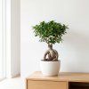 Ficus Microcarpa Ginseng 🌳 – efektní bonsaj