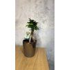 Ficus Microcarpa Ginseng 🌳 – efektní bonsaj
