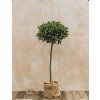 Laurus nobilis, bobkový list, pravý vavřín