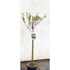 Japonská vrba Salix 'Hakuro Nishiki'