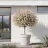 Japonská vrba Salix 'Hakuro Nishiki'
