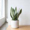 Sansevieria - Moonshine