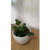 Peperomia obtusifolia - Green