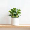 Peperomia obtusifolia - Green