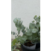 Eucalyptus cinarea - eukalyptus