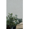 Eucalyptus cinarea - eukalyptus