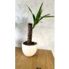 Yucca – dracéna