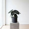 Alocasia black velvet