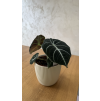 Alocasia black velvet