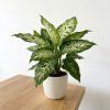 Dieffenbachia - Camilla